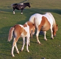 17 Dartmoor Ponies